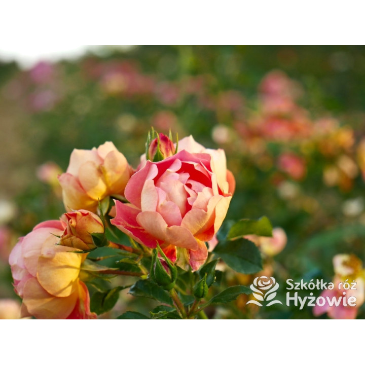 Bienenweide Mango® - Róże Okrywowe - 