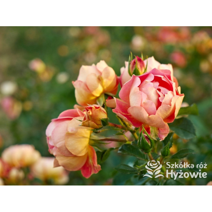 Bienenweide Mango® - Róże Okrywowe - 