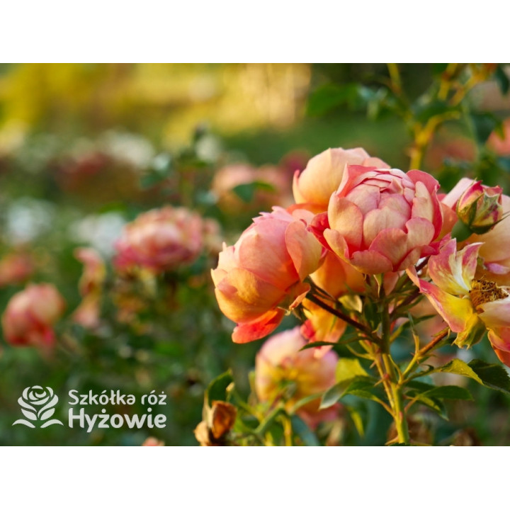 Bienenweide Mango® - Róże Okrywowe - 