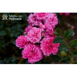 Pepita® małe kwiaty w bogatych gronach, barwy różowej. Niziutki krzew.