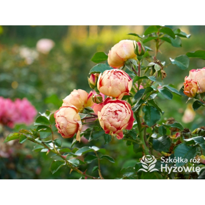 Bienenweide Mango® - Róże Okrywowe - 