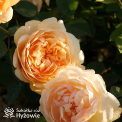 Bring me Sunshine™ (Ausernie) - David Austin® Róże Angielskie - 