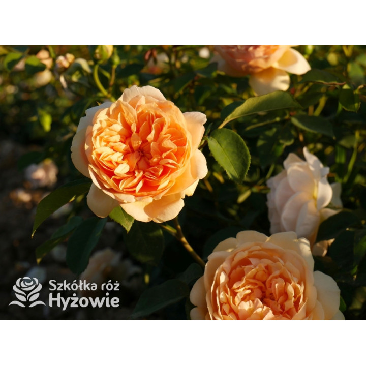 Bring me Sunshine™ (Ausernie) - David Austin® Róże Angielskie - 