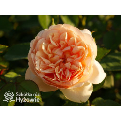 Bring me Sunshine™ (Ausernie) - David Austin® Róże Angielskie - 