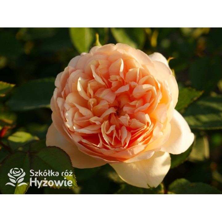 Bring me Sunshine™ (Ausernie) - David Austin® Róże Angielskie - 