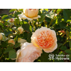 Bring me Sunshine™ (Ausernie) - David Austin® Róże Angielskie - 