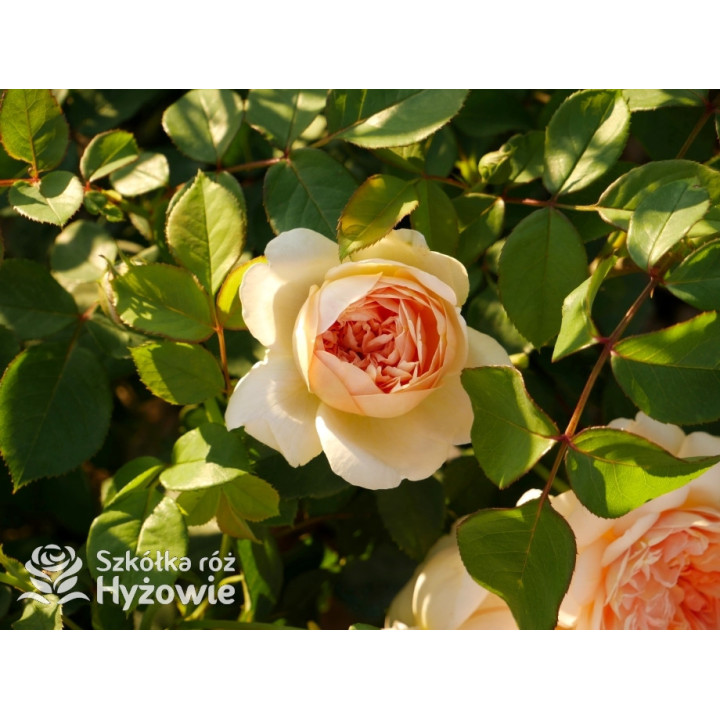 Bring me Sunshine™ (Ausernie) - David Austin® Róże Angielskie - 