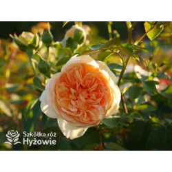 Bring me Sunshine™ (Ausernie) - David Austin® Róże Angielskie - 