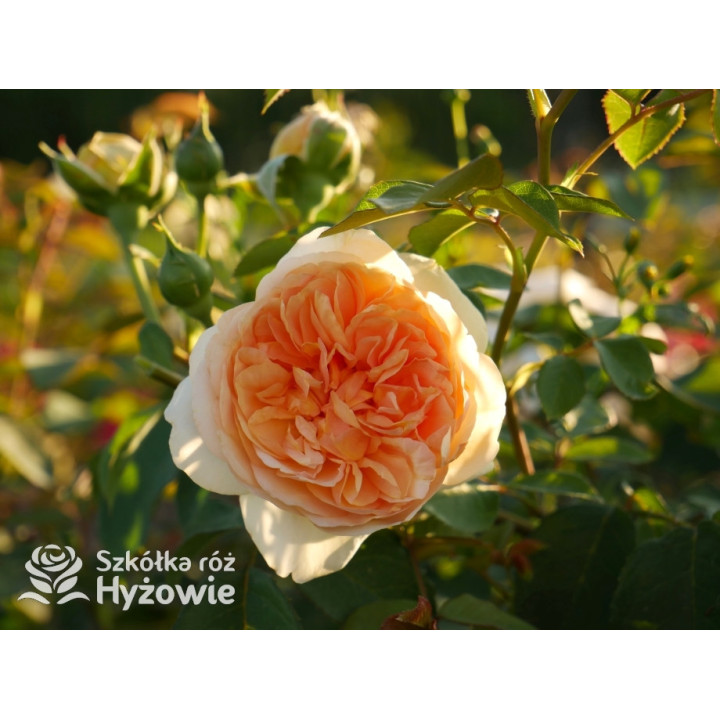 Bring me Sunshine™ (Ausernie) - David Austin® Róże Angielskie - 