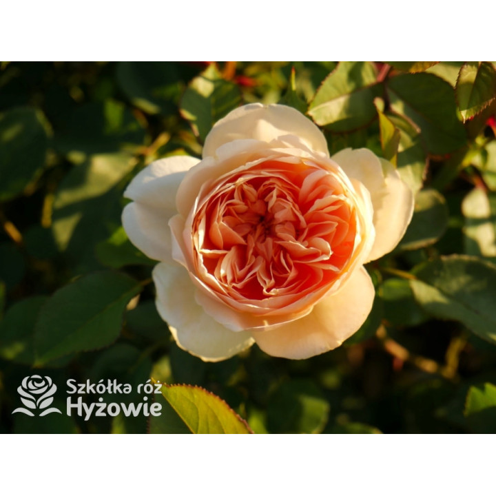 Bring me Sunshine™ (Ausernie) - David Austin® Róże Angielskie - 