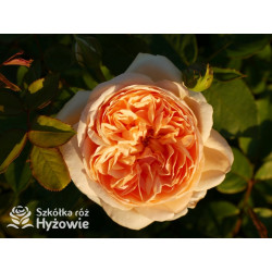 Bring me Sunshine™ (Ausernie) - David Austin® Róże Angielskie - 