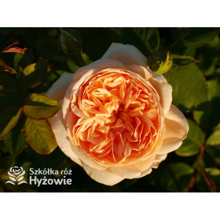 Bring me Sunshine™ (Ausernie) - David Austin® Róże Angielskie - 