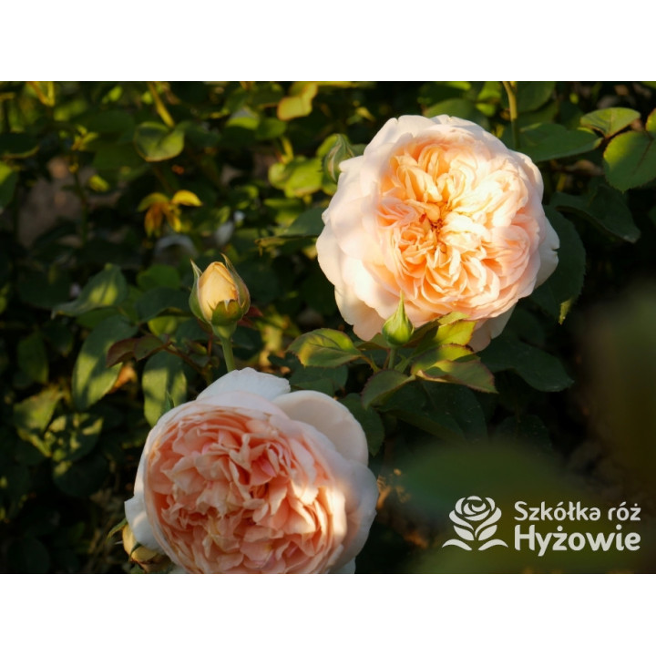 Bring me Sunshine™ (Ausernie) - David Austin® Róże Angielskie - 