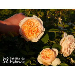 Bring me Sunshine™ (Ausernie) - David Austin® Róże Angielskie - 