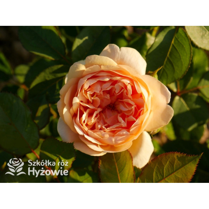 Bring me Sunshine™ (Ausernie) - David Austin® Róże Angielskie - 