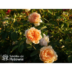 Bring me Sunshine™ (Ausernie) - David Austin® Róże Angielskie - 