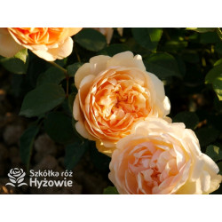 Bring me Sunshine™ (Ausernie) - David Austin® Róże Angielskie - 