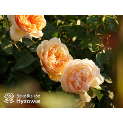 Bring me Sunshine™ (Ausernie) - David Austin® Róże Angielskie - 