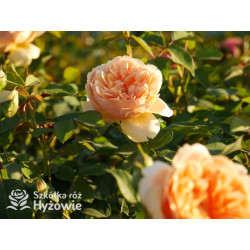 Bring me Sunshine™ (Ausernie) - David Austin® Róże Angielskie - 