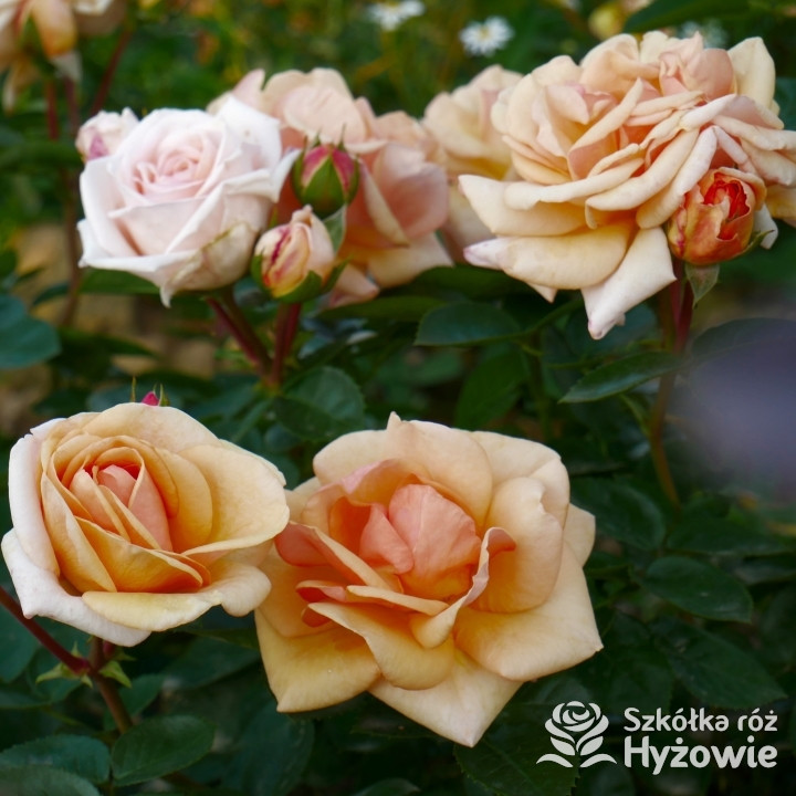 Circle of Life® - Róże Parkowe - 