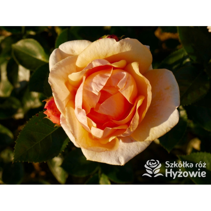 Circle of Life® - Róże Parkowe - 