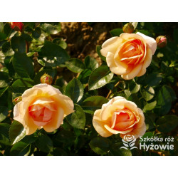 Circle of Life® - Róże Parkowe - 