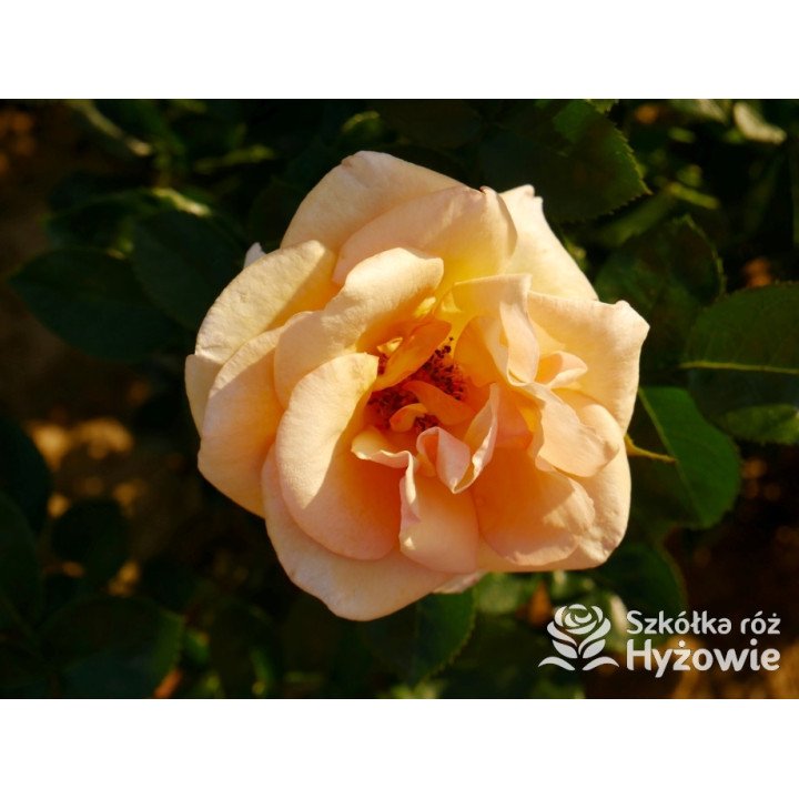 Circle of Life® - Róże Parkowe - 