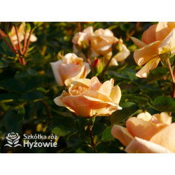 Circle of Life® - Róże Parkowe - 