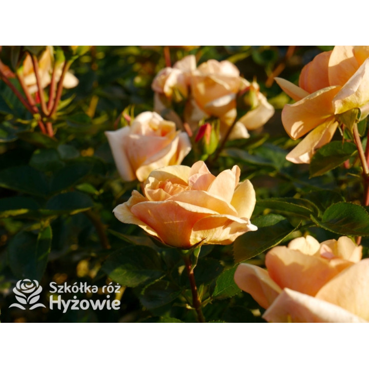 Circle of Life® - Róże Parkowe - 