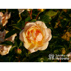 Circle of Life® - Róże Parkowe - 