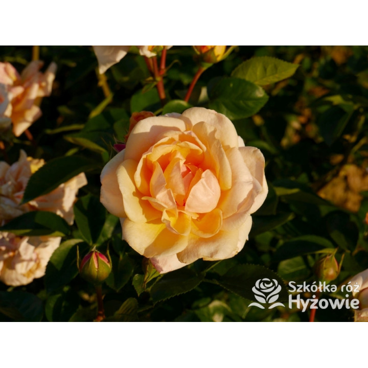 Circle of Life® - Róże Parkowe - 