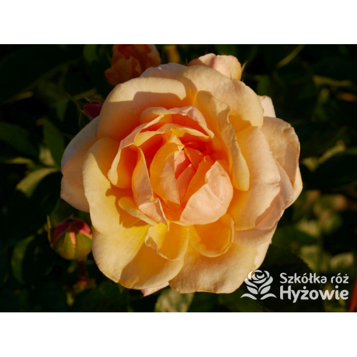 Circle of Life® - Róże Parkowe - 