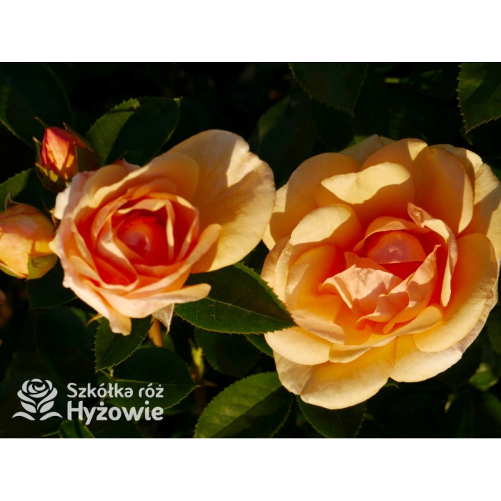 Circle of Life® - Róże Parkowe - 