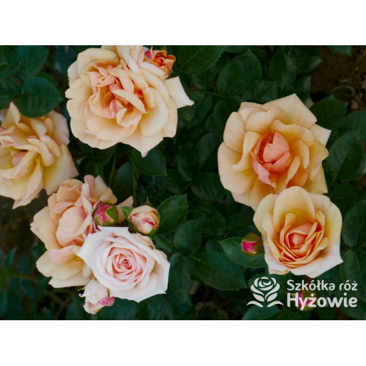 Circle of Life® - Róże Parkowe - 