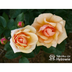 Circle of Life® - Róże Parkowe - 