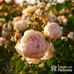 Dannahue™ (Ausa6b15) - David Austin® Róże Angielskie - 