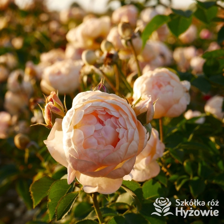 Dannahue™ (Ausa6b15) - David Austin® Róże Angielskie - 