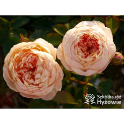 Dannahue™ (Ausa6b15) - David Austin® Róże Angielskie - 