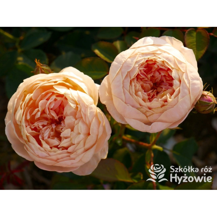 Dannahue™ (Ausa6b15) - David Austin® Róże Angielskie - 