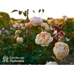 Dannahue™ (Ausa6b15) - David Austin® Róże Angielskie - 