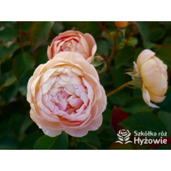 Dannahue™ (Ausa6b15) - David Austin® Róże Angielskie - 