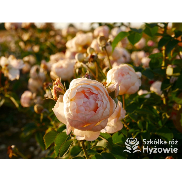 Dannahue™ (Ausa6b15) - David Austin® Róże Angielskie - 