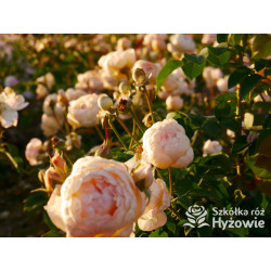 Dannahue™ (Ausa6b15) - David Austin® Róże Angielskie - 