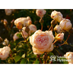 Dannahue™ (Ausa6b15) - David Austin® Róże Angielskie - 