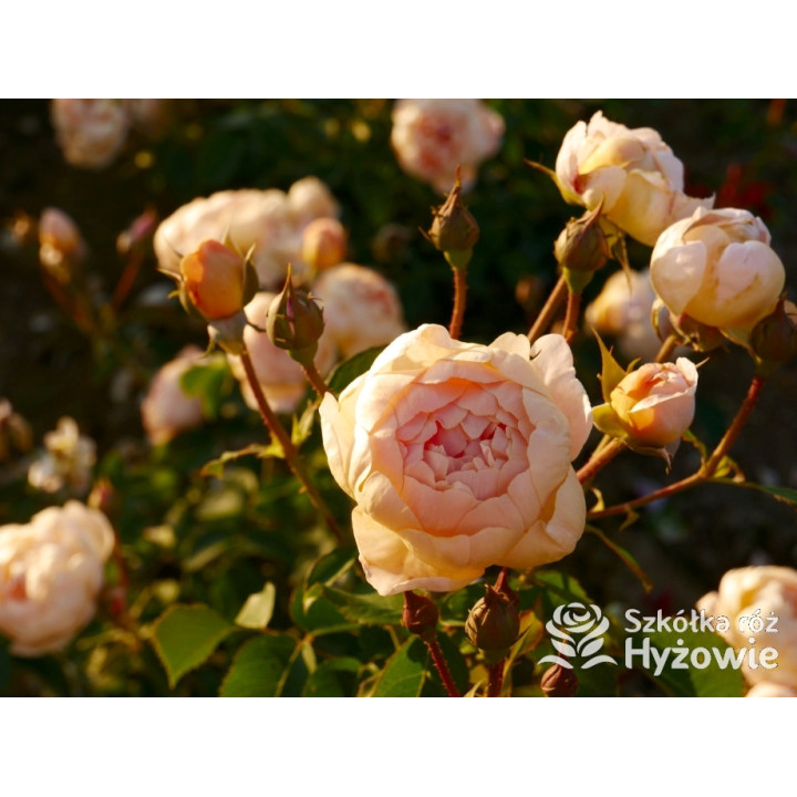 Dannahue™ (Ausa6b15) - David Austin® Róże Angielskie - 