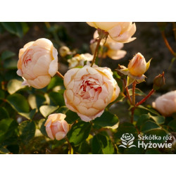 Dannahue™ (Ausa6b15) - David Austin® Róże Angielskie - 