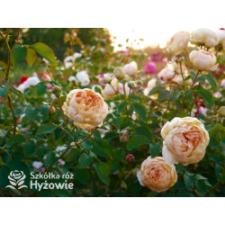 Dannahue™ (Ausa6b15) - David Austin® Róże Angielskie - 