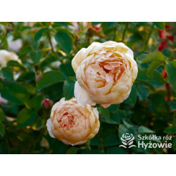 Dannahue™ (Ausa6b15) - David Austin® Róże Angielskie - 