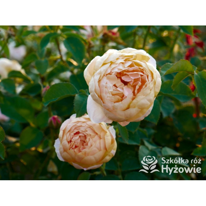 Dannahue™ (Ausa6b15) - David Austin® Róże Angielskie - 