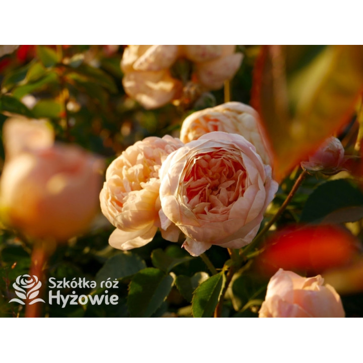 Dannahue™ (Ausa6b15) - David Austin® Róże Angielskie - 